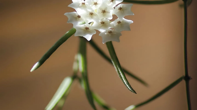Hoya linearis-blomster kommer i klaseform.