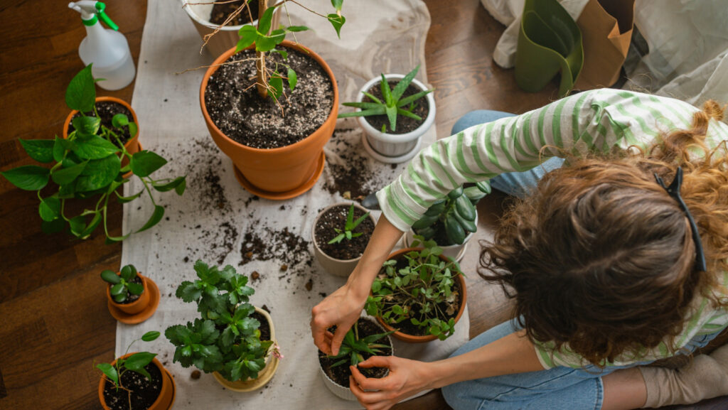 Den vanskelig å finne potteplanten med fantastisk løvverk og velduftende, stjerneformede blomster
