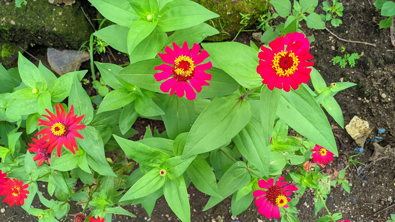 vakre rosa zinnia blomster