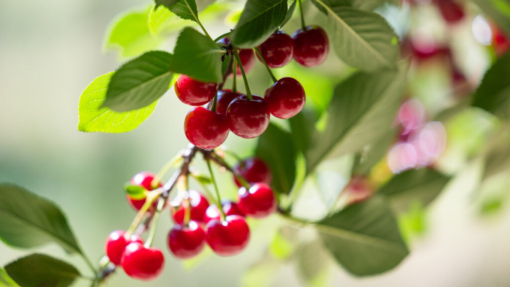 Den kaldharde kirsebærtrevarianten som vil tiltrekke fugler om våren
