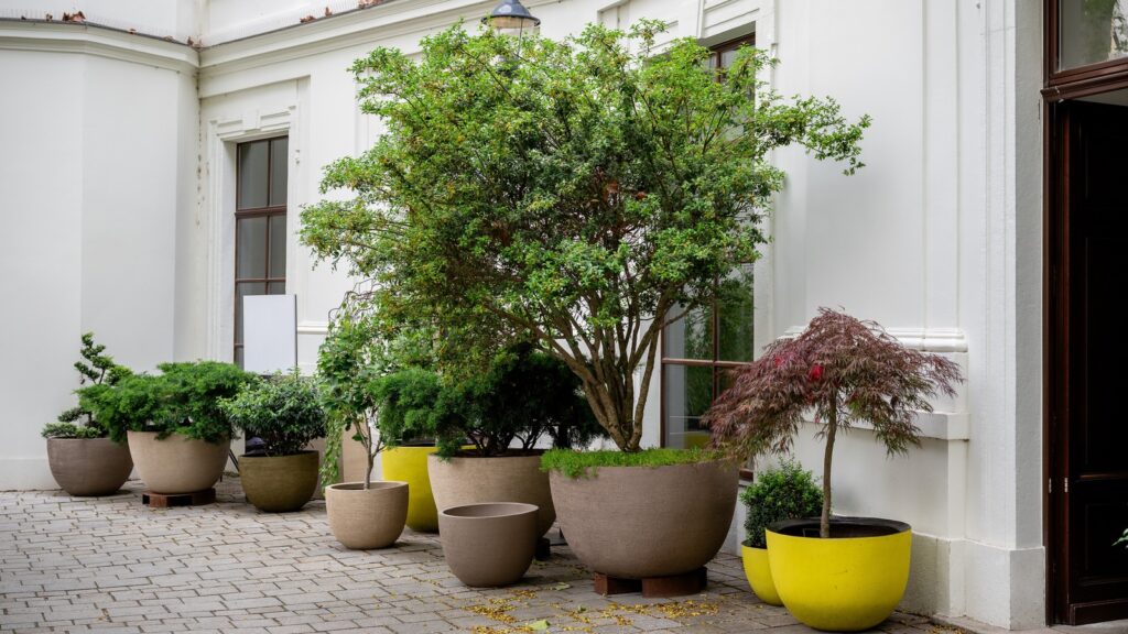 Den kompakte busken som er enkel å vedlikeholde og er perfekt å dyrke i containere
