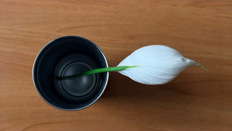 Hvordan og når skal du dele en innendørs fredslilje for sunn vekst og flere planter
