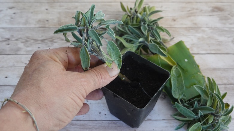 En gartner som planter salvia den i en liten potte