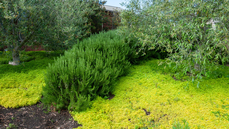 Rosmarinbusker danner en lav hekk som skiller den ene siden av en hage fra den andre.