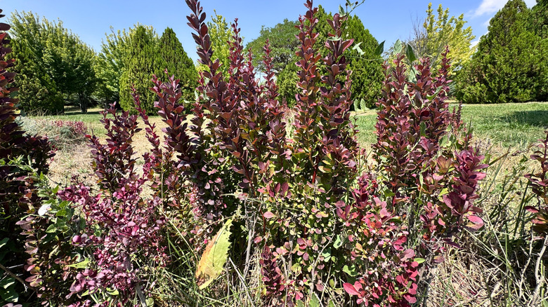 japansk berberisbusk som vokser ved siden av et felt