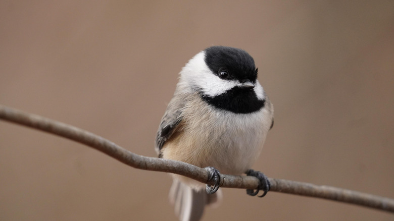 Black-capped chickadee sitter på en tregren