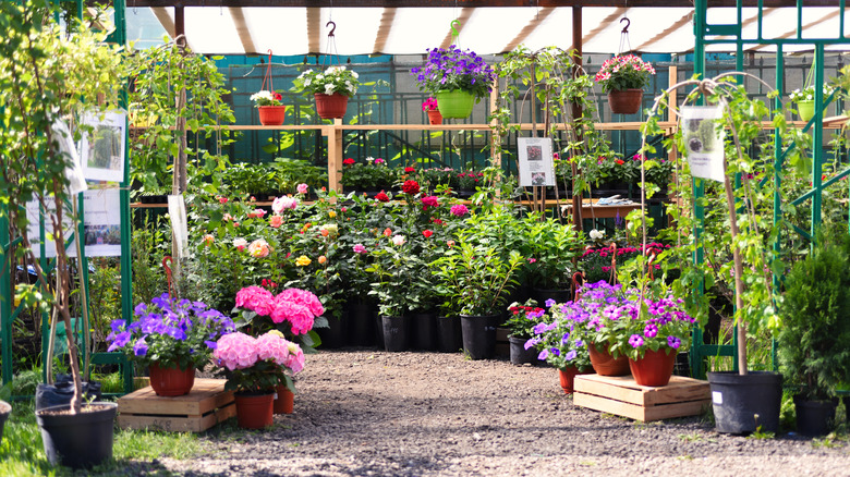 en planteskole full av forskjellige typer planter til salgs