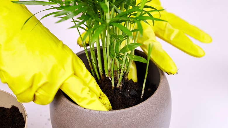 En liten salongpalme blir ompottet