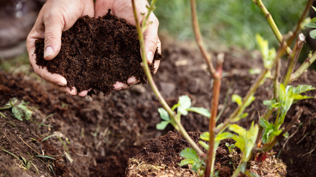 9 bærbusker som trives i kalde klima
