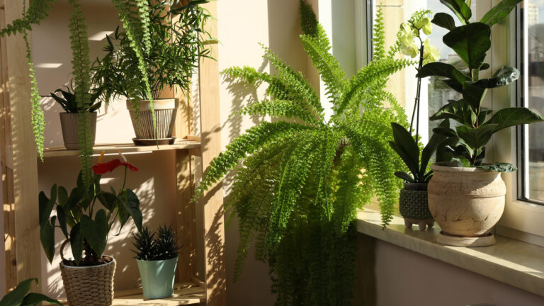 9 beste plantekasser som fremmer vekst, energi og stabilitet i henhold til Feng Shui
