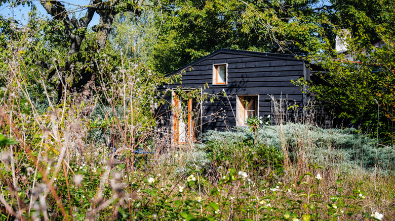 Gjengrodd hage utenfor sommerhus