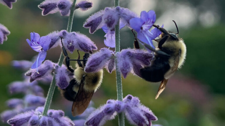 Den pollinatorvennlige urten som trives med å bli beskjært på senvinteren

