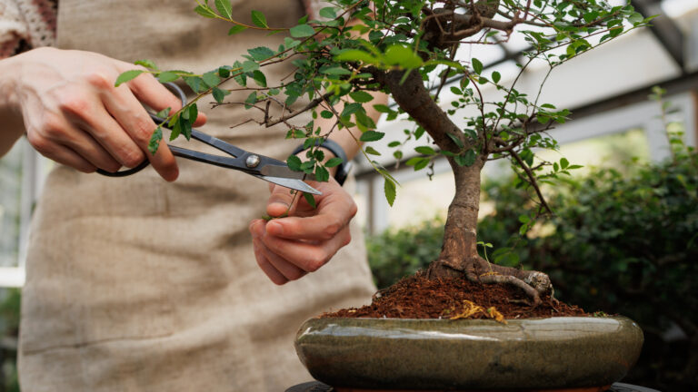 Den beste måten å beskjære et bonsai-tre for en sterk og sunn plante
