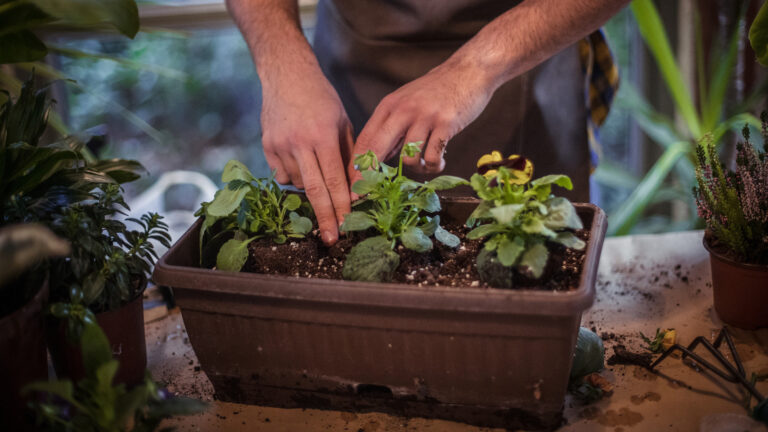 10 vårblomster som vokser vakkert i beholdere for verandainnredning
