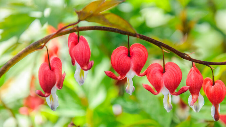 13 typer blødende hjerteplanter som fyller hagen din med vakre blomster
