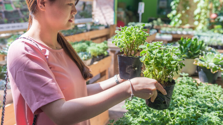 3 urter du bør unngå å plante i nærheten av agurkplanter og hvorfor
