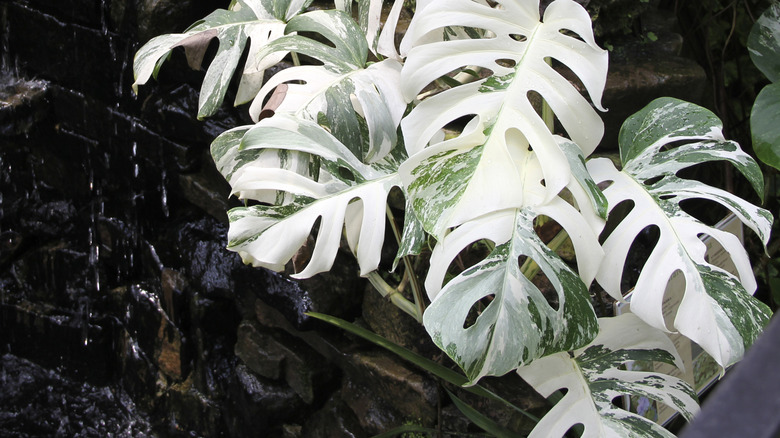 Albo monstera plante
