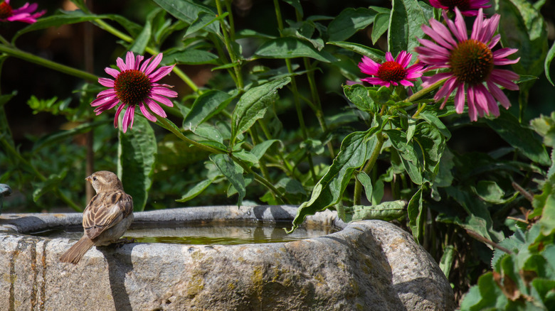 En spurv som sitter på grensen til et fuglebad foran lilla kjegleblomster i full blomst