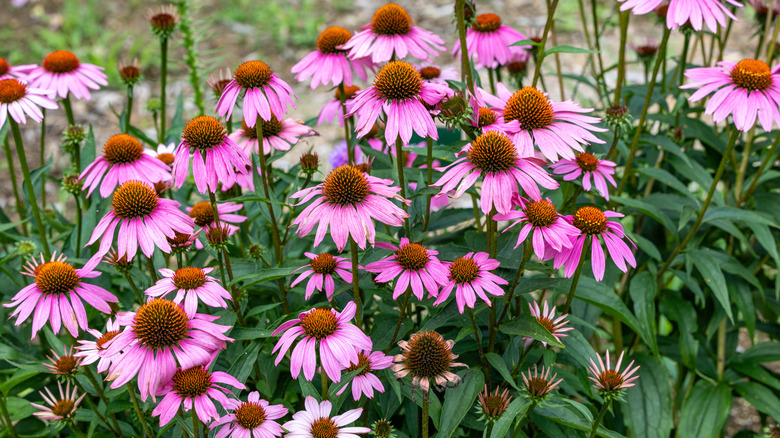 En gruppe blomstrende Echinacea-blomster