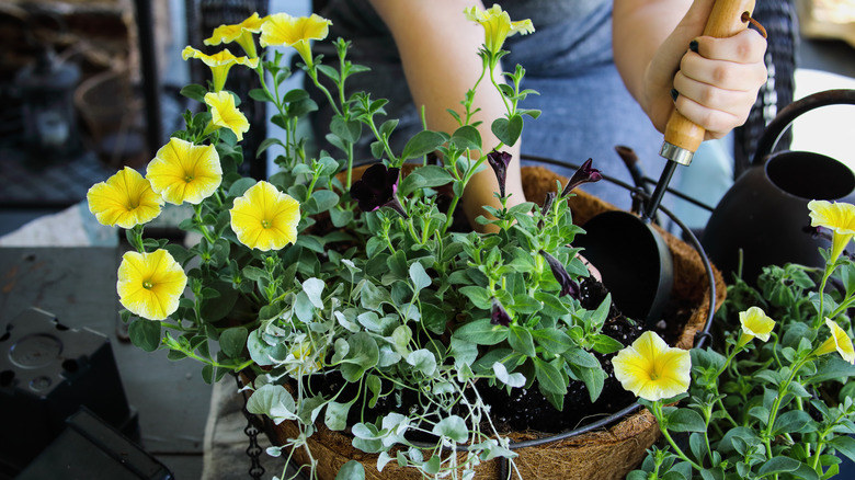Kvinne jobber med å potte en blomstrende plante som en hengende kurv.