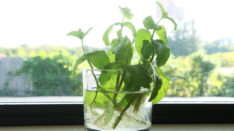 frisk grønn mynteplante som vokser i vannglass