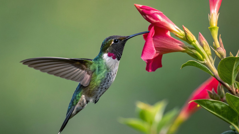 Vakker kolibri som drikker nektar fra en blomst