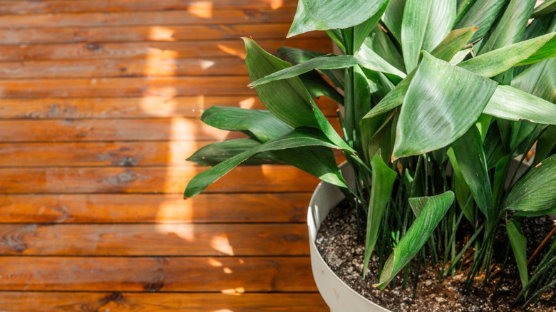 En sunn støpejernsplante vokser i en hvit potte