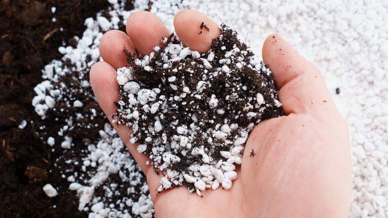 Hånd som holder en potteblanding av kompost og perlitt