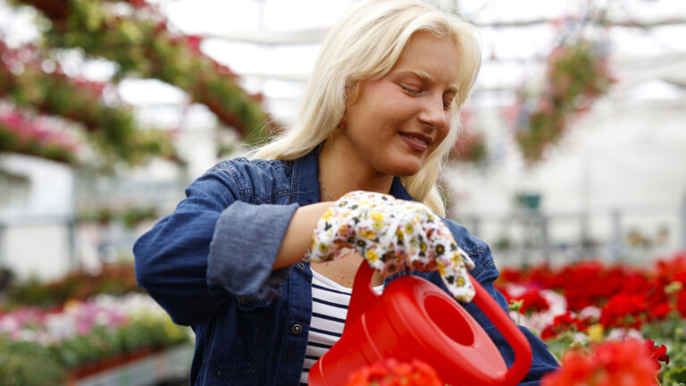 Den sykdomsresistente røde stauden som vil blomstre i pottehagen din
