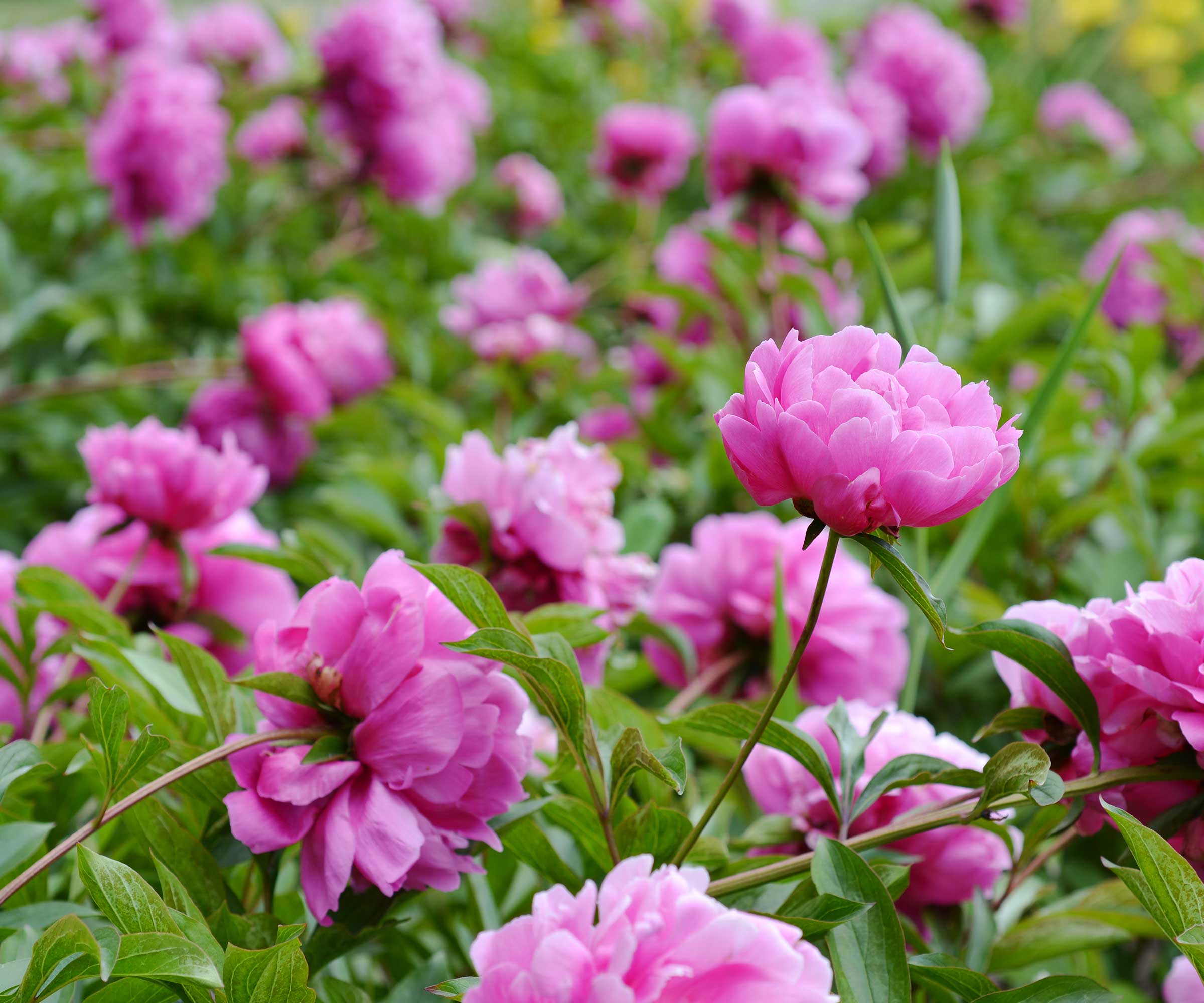 Rosa pioner i blomst under trær