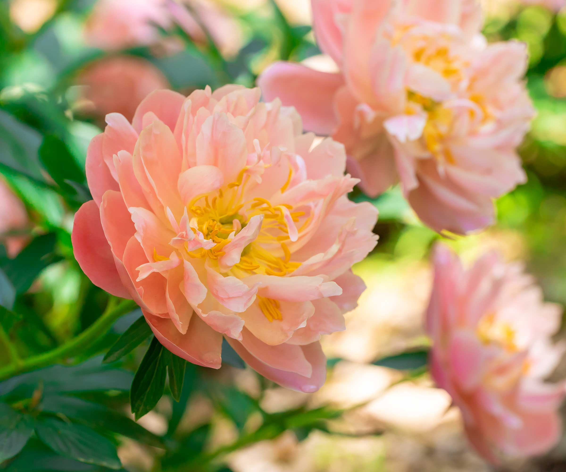 Blekerosa pioner i sol