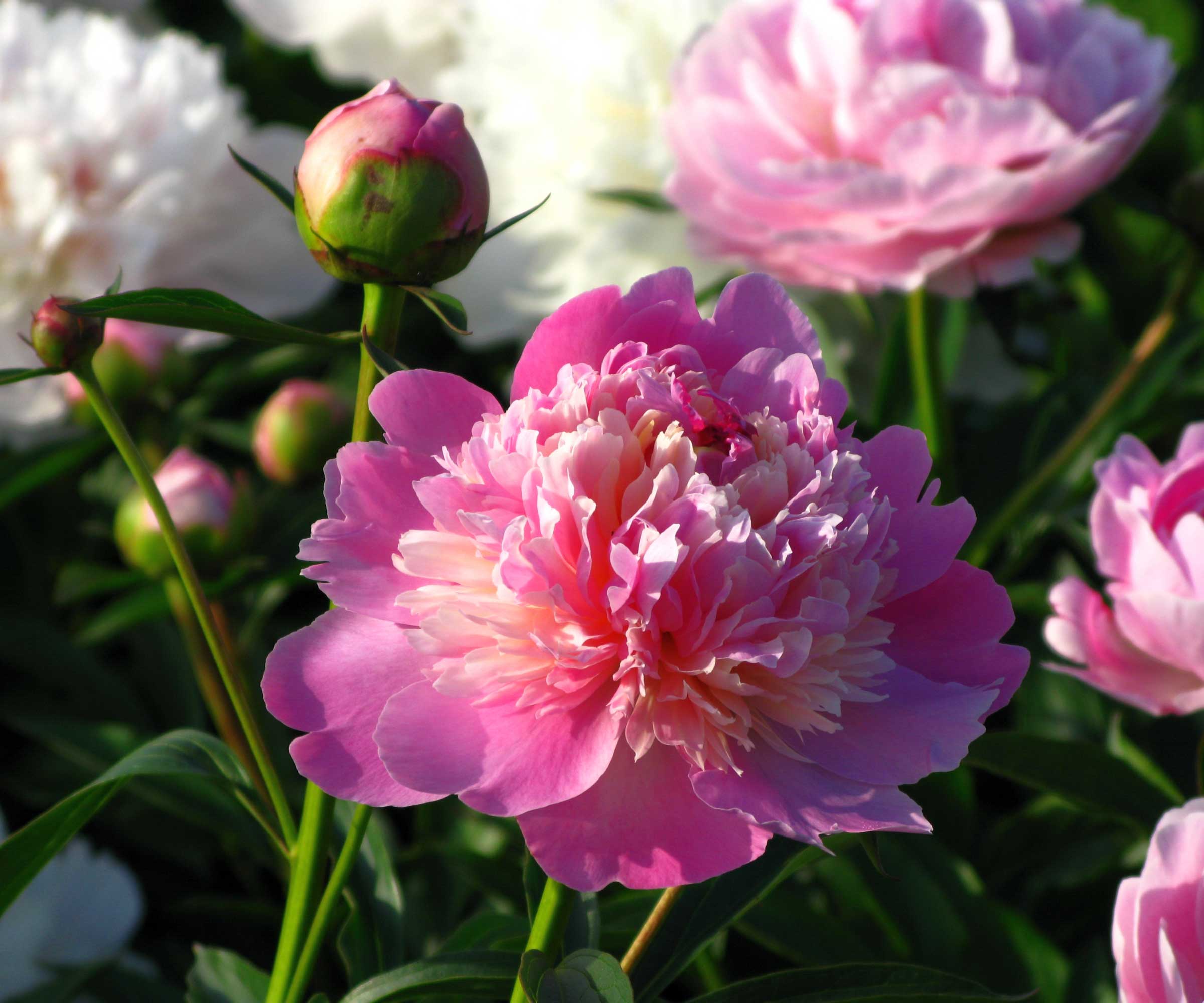 Pink peony nærbilde i potte