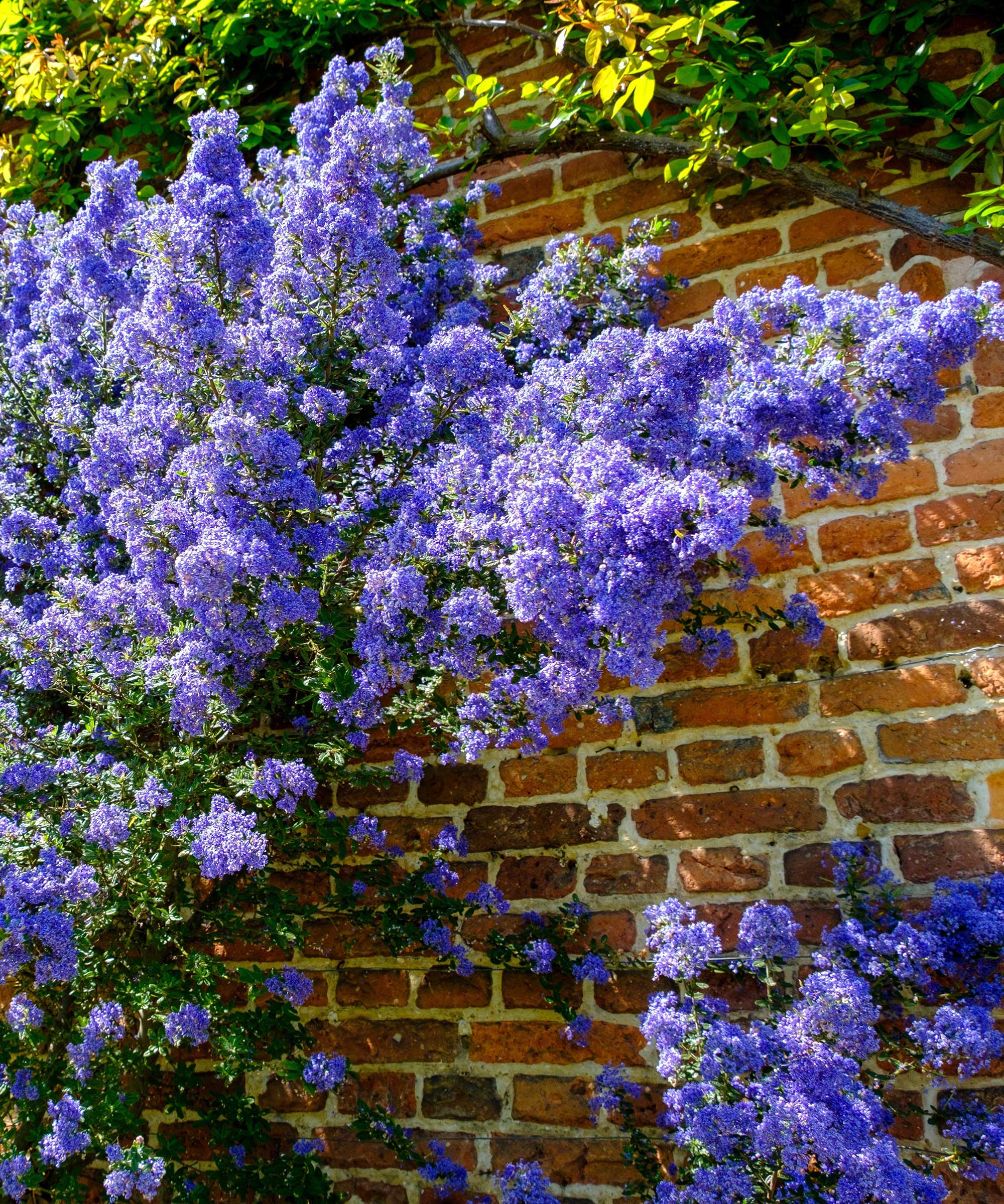 Ceanothus mot murvegg