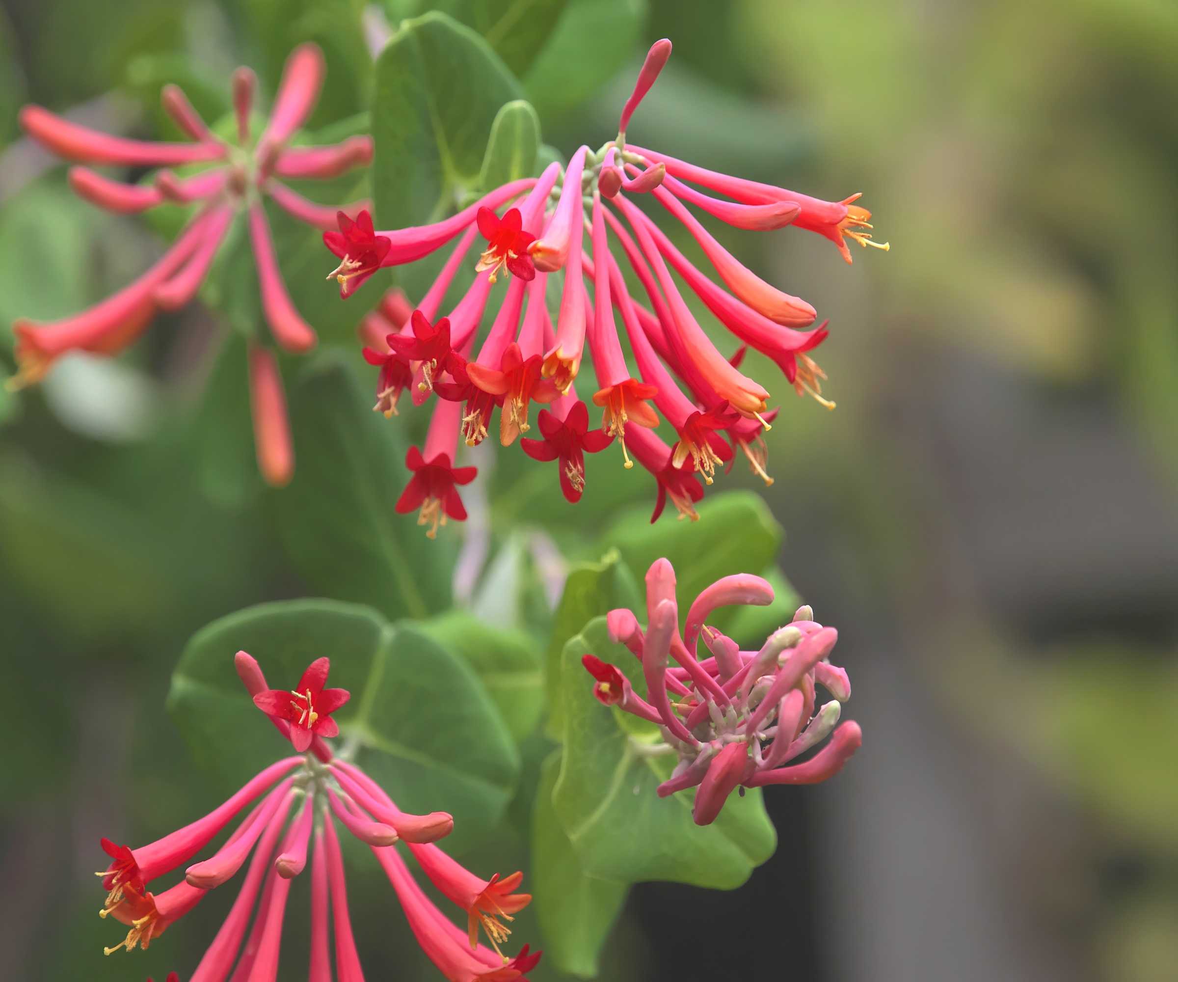 Korallkaprifol i blomst