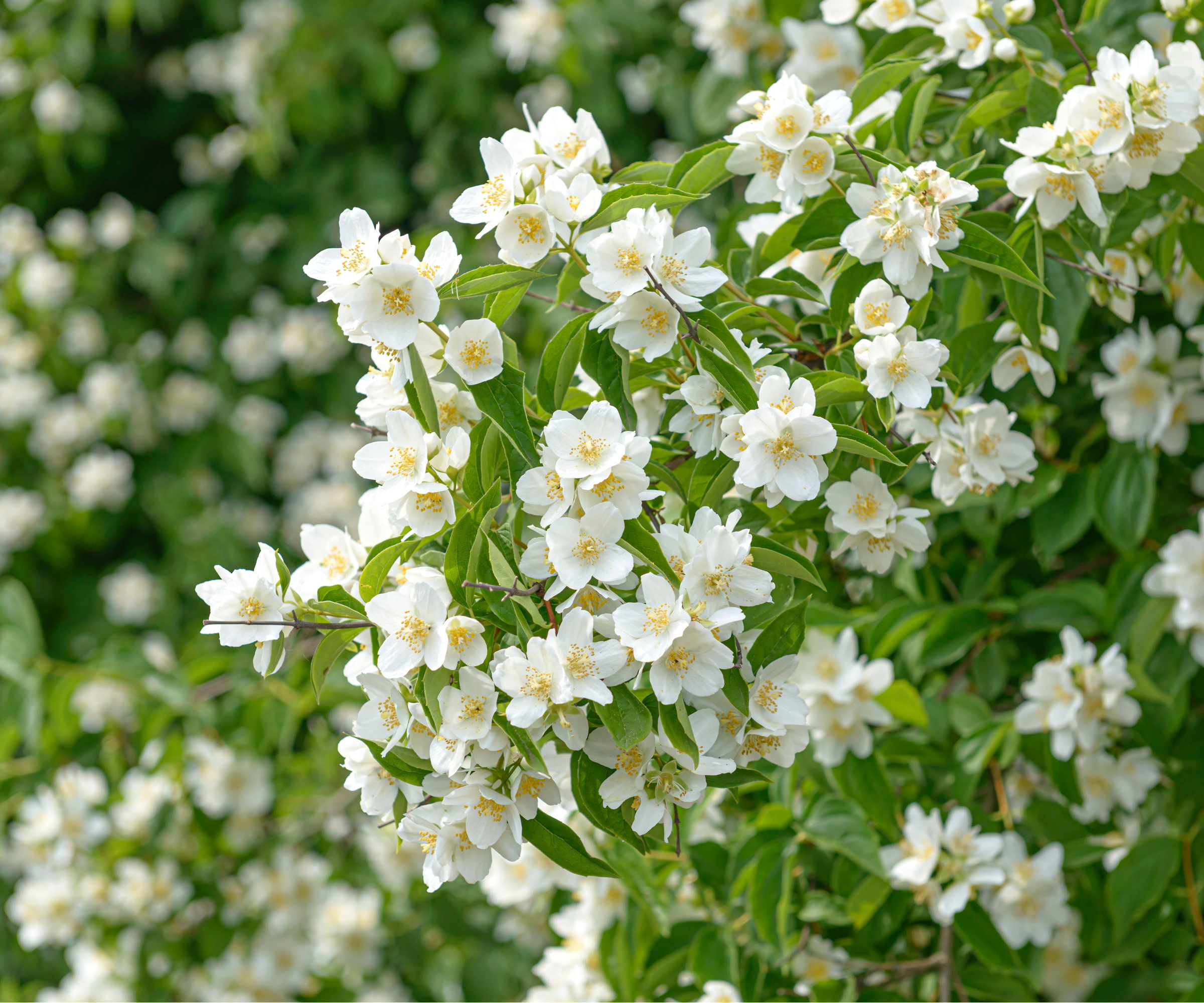 Philadelphus 'Erectus'
