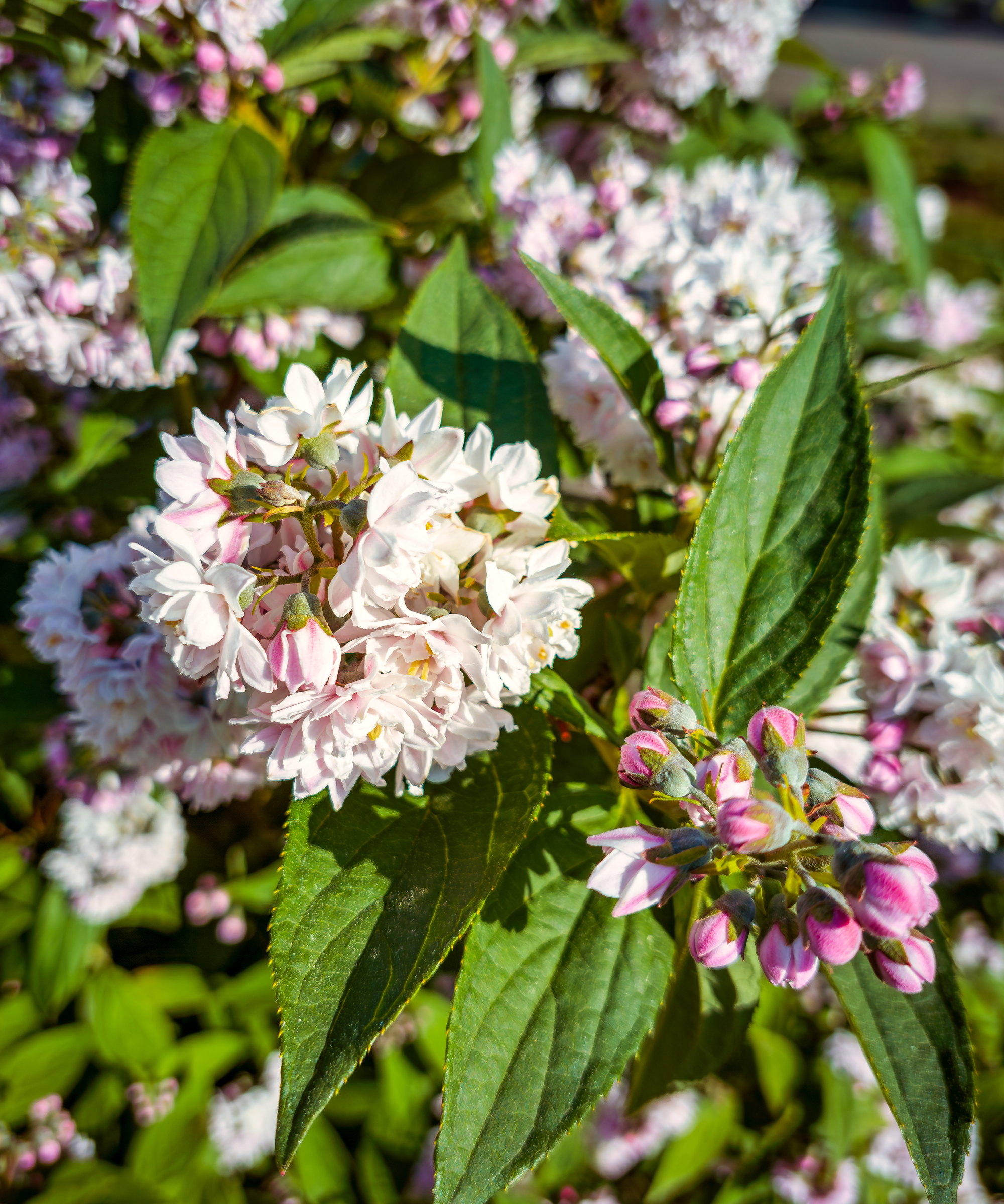 Deutzia med hvite og rosa blomster