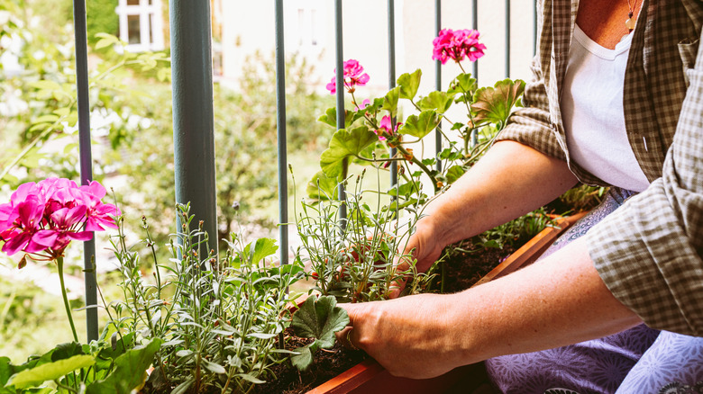 En person planter rosa blomster i en boks på en balkong