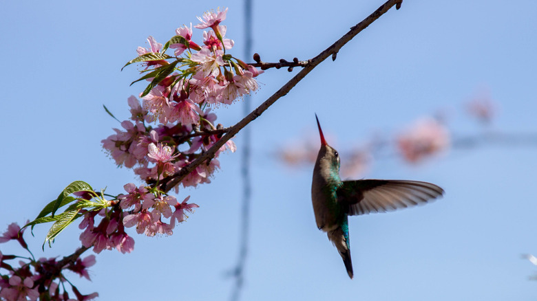Hummingbird nærmer seg kirsebærblomster på treet