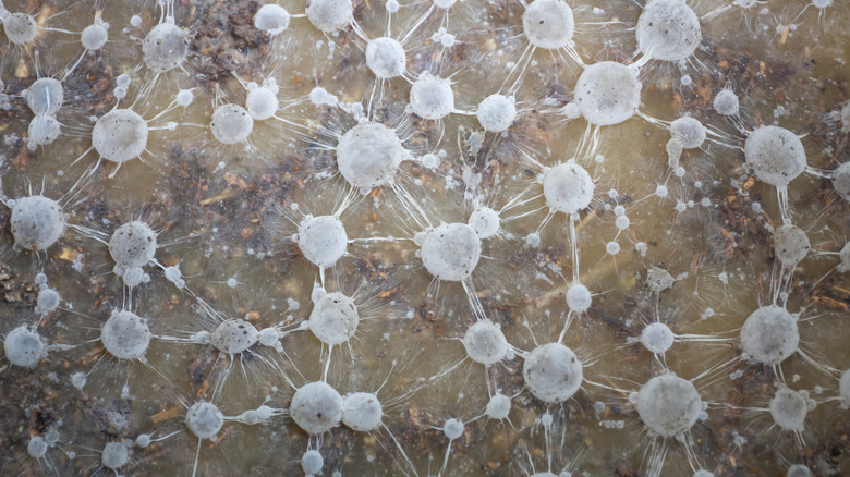 En gjengivelse av mykorrhiza