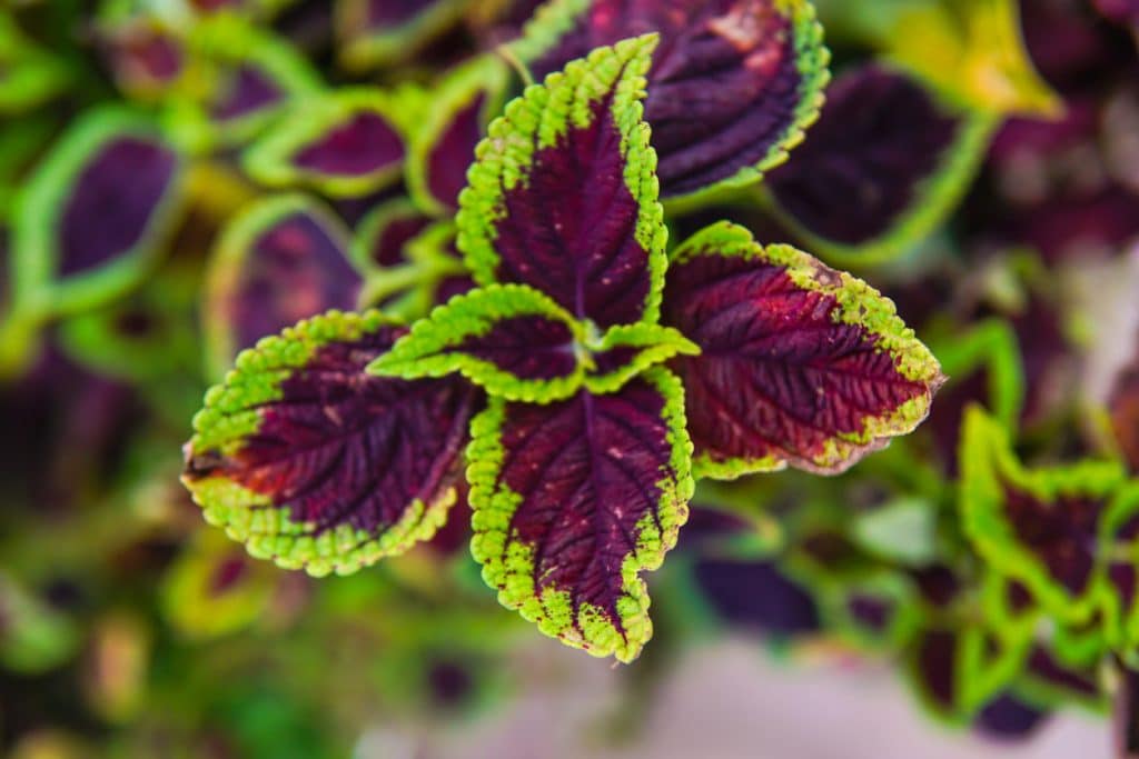 Coleus i vann
