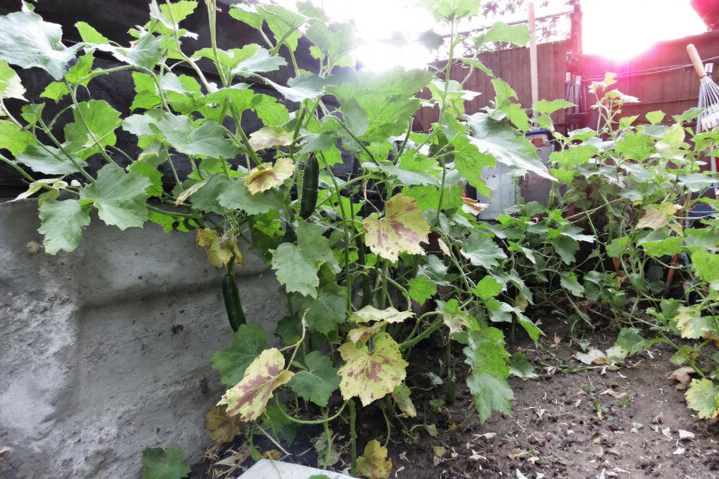 Naturlige knep for en selvhjulpent kjøkkenhage om sommeren