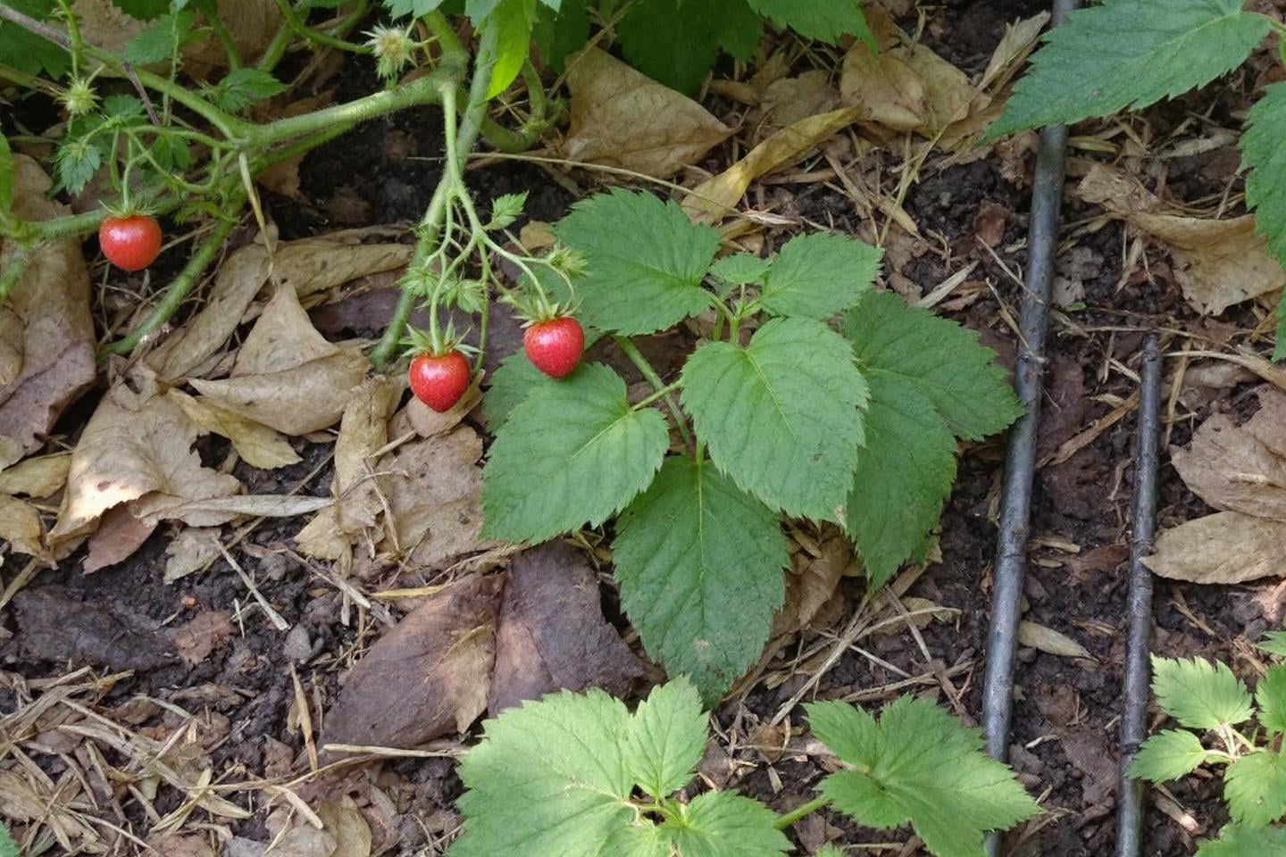 Kjøkkenhage forberedt til høstsesongen