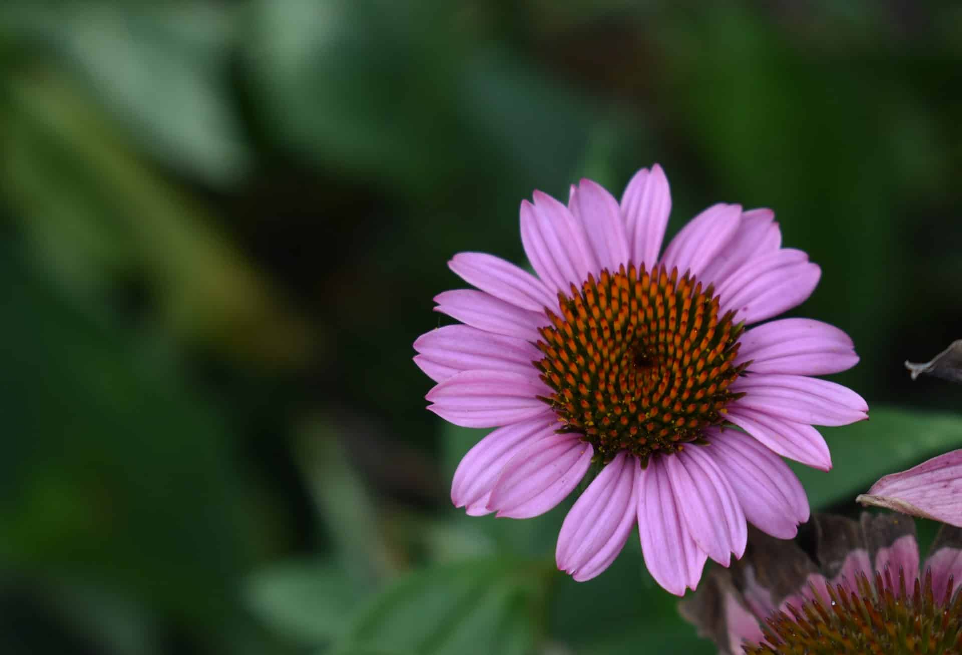 Echinacea blomster
