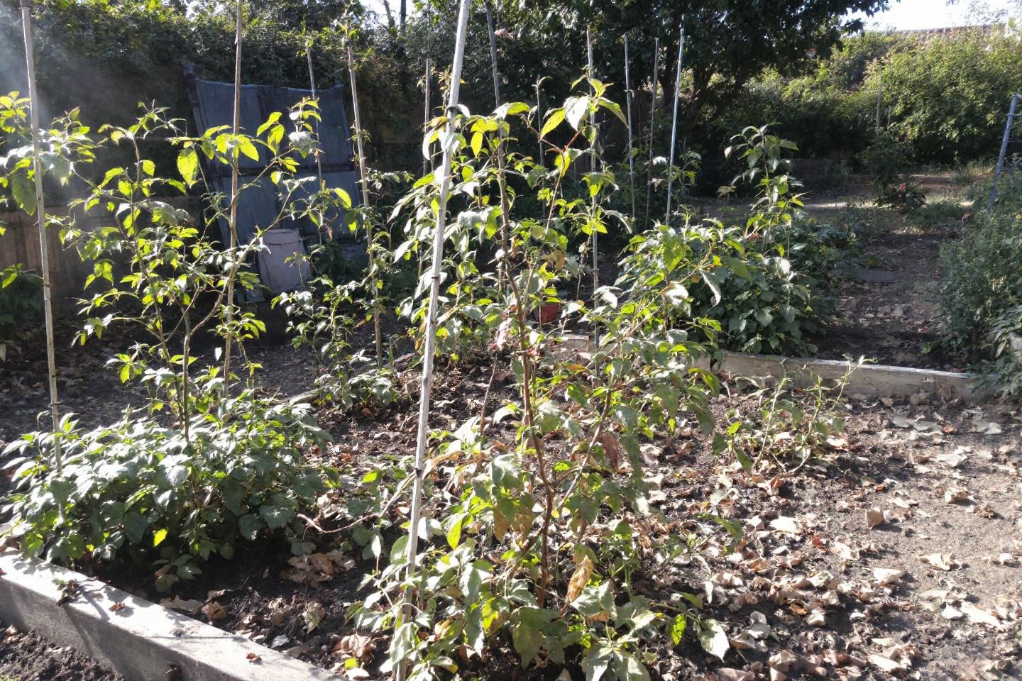 Presis vanning ved røttene i kjøkkenhagen