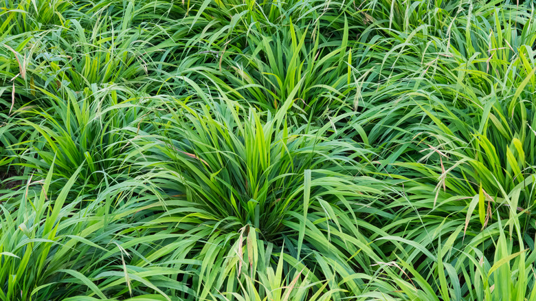 Plen av de lyse grønne bladene av en falsk brom (Brachypodium sylvaticum).