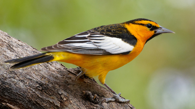 Et nærbilde av en okses oriole på en tregren