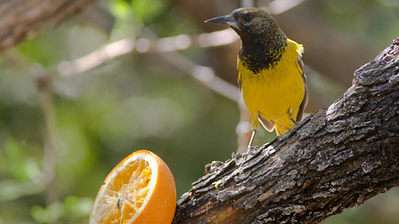 En Scotts oriole på en tregren med en halv appelsin ved siden av
