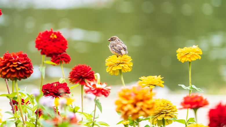 Søt fugl som sitter på gule og røde blomster