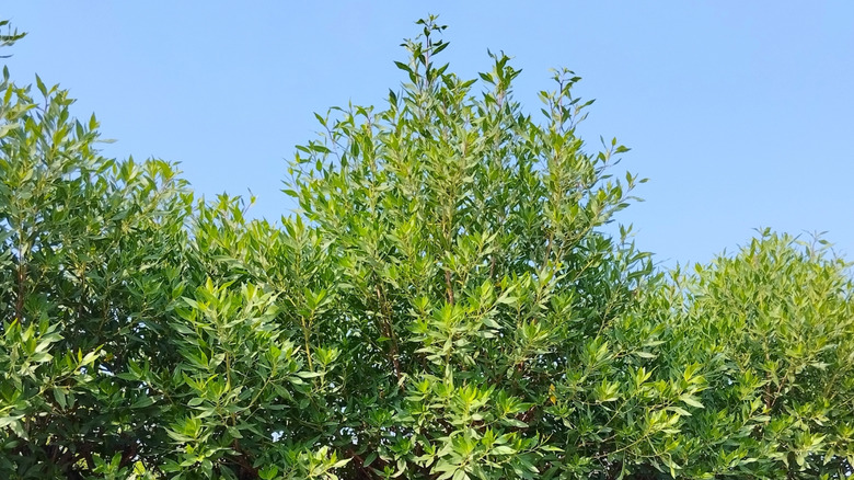 buttonwood tre baldakin i en hage