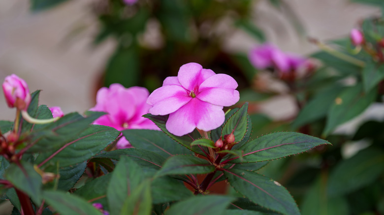 nærbilde av lilla travle Lizzie blomster og grønne blader